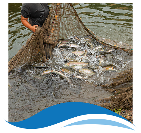 aquaculture fish caught in a net