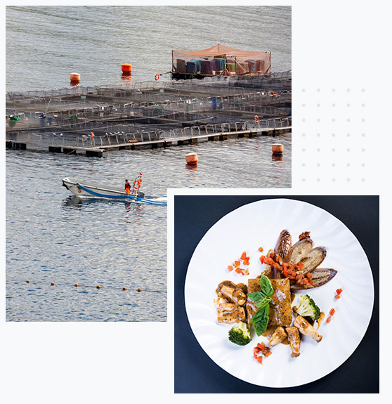 aquaculture sourced fish maw steak